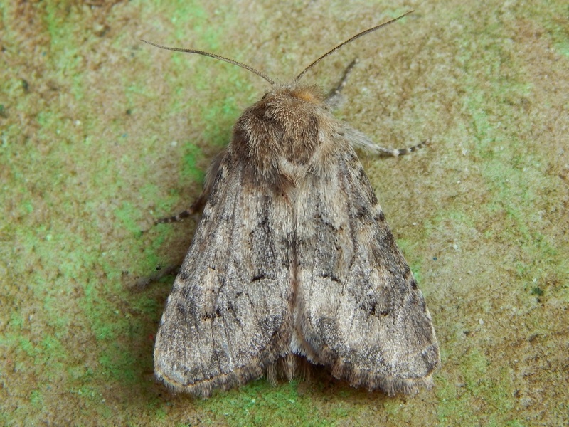 Noctuidae: Luperina sp.